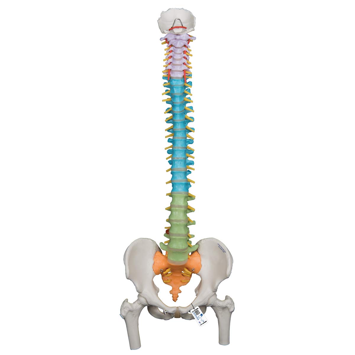 3B Scientific Didactic Flexible Spine with Femur heads + free anatomy software - 3B Smart Anatomy A58/9