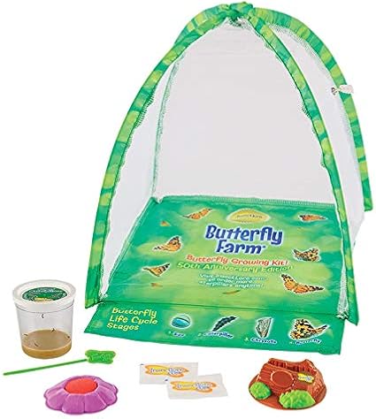 Amazon Com Insect Lore Butterfly Garden Farm Habitat And Live Cup Of Caterpillars Life Science Stem Education Toys Games