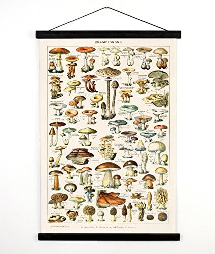 Pull Down Chart - Vintage Mushroom Botanical Print - 13" x 18" Canvas Wall Hanging Reproduction. Fungi Chart Diagram Millot. CP239cv