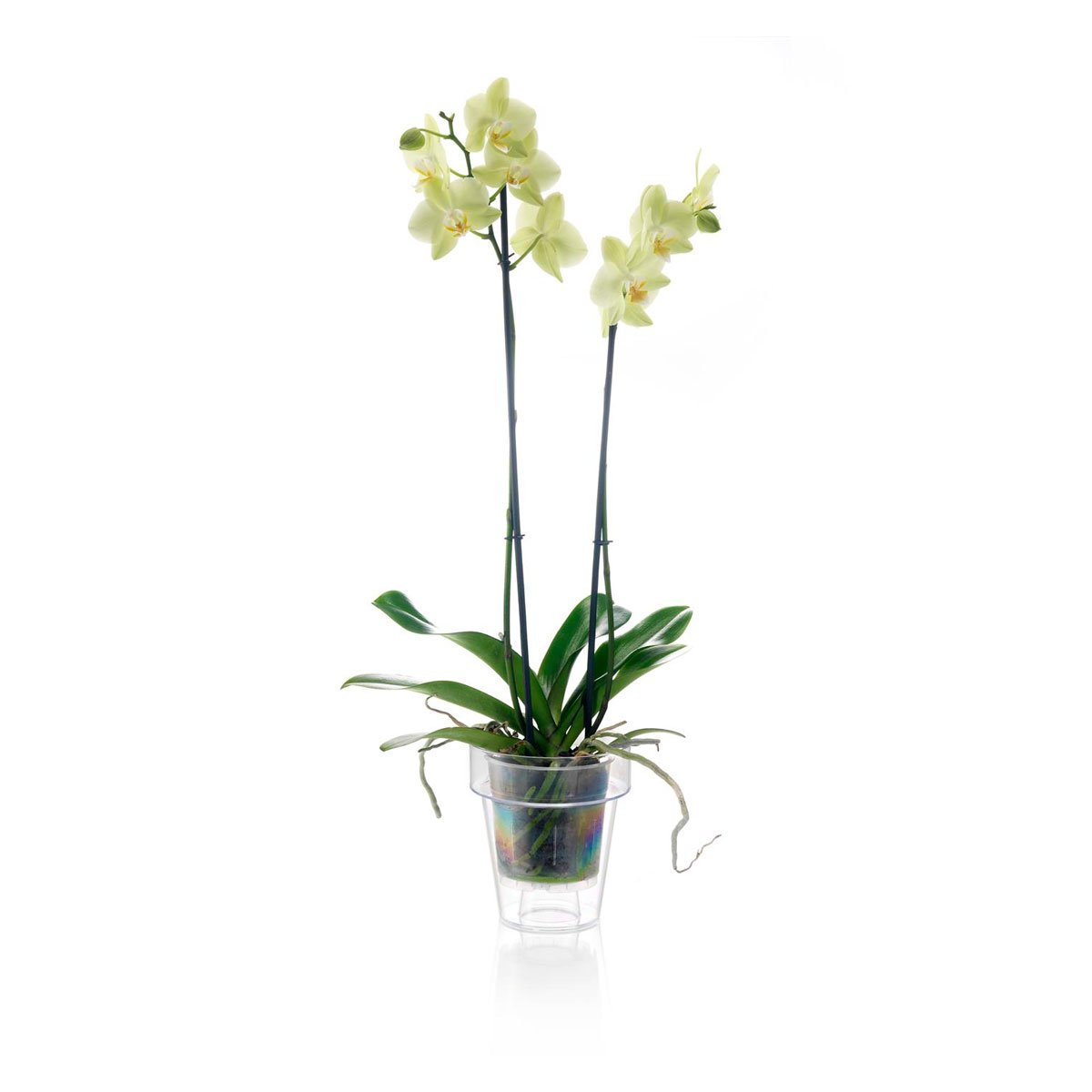 Sencillo vaso transparente para orquidea con soporte y bajo vaso.