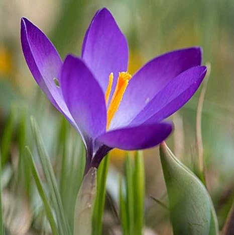 Amazon Co Jp ガーデニング用の4個のサフラン球根多年生ハーブの花の花びらディープパープルスタイルお手入れが簡単な塊茎完璧な初心者プロの庭師 Diy 工具 ガーデン