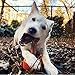 Bully Stick Holder for Dogs - Medium Size - Interactive Dog Toy, Dog Treat Holder, Slow Feeder, Treat Dispenser, Chew Toy and Dog Safety Device
