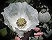 Chill Hawaiian Brand China White Strain Papaver Somniferum 1 Full Pound