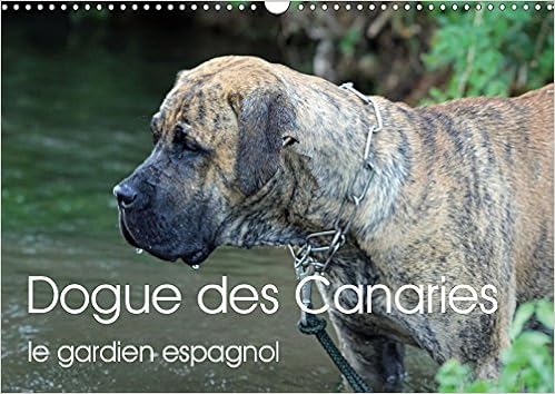 Chien Deau Portugais Caractère Santé Alimentation Prix