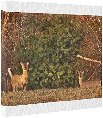 Kappies nip Gallery Wrapped Canvas Deer at Sunrise Canvas Art Print