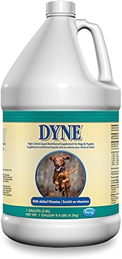 3 week old french bulldog