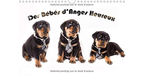 Des Bebes D Anges Heureux 17 Le Rottweiler Race Canine De Toute Beaute Impressionnant Il Est Surtout Une Boule De Poil A Aimer Calvendo Animaux French Edition Amazon Com Books