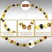 The Art of Cure Original Baltic Amber Necklace- Polished Handmade (Raw MultiColored) for boy or girl - 12-12.5 Inches size
