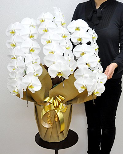 100 の保証 胡蝶蘭専門店はなやか 胡蝶蘭 白大輪 3本立ち 33輪以上 生花 生産直売 ラッピング 札は ギフト設定 をしてください B00p7fg54s Priyankashoemart Com