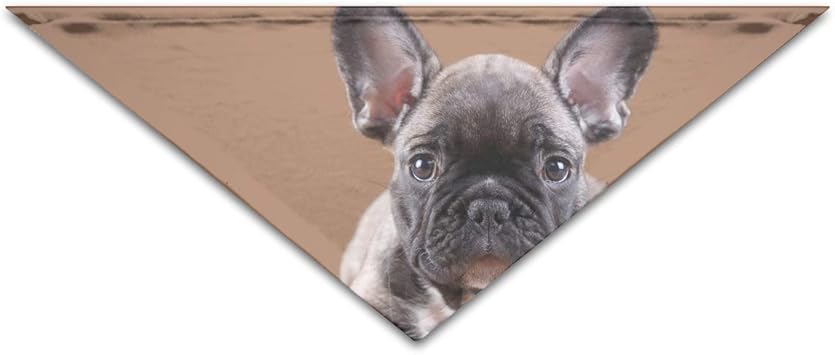 french bulldog puppy accessories