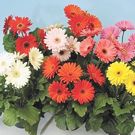 Amazon 国華園 種 花たね ガーベラ メガレボリューションミックス 1袋 コート種子10粒 21年春商品 用土