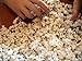 Rancho Gordo Crimson Popping Corn, Five Pack