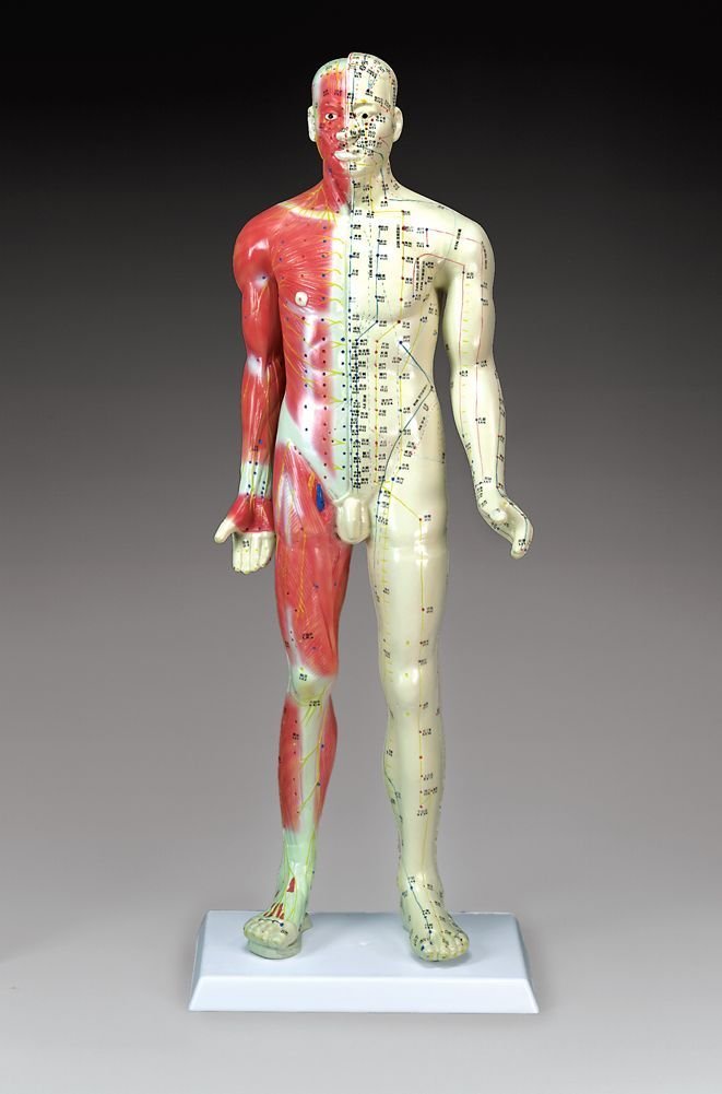 Deluxe Acupuncture Model Item 80401 Industrial & Scientific