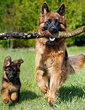 Notebook: German Shepherd Dog Dogs Puppy Puppies 8.5