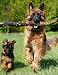 Notebook: German Shepherd Dog Dogs Puppy Puppies 8.5
