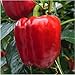 Package of 30 Seeds, King of the North Bell Pepper (Capsicum annuum) Non-GMO Seeds by Seed Needs
