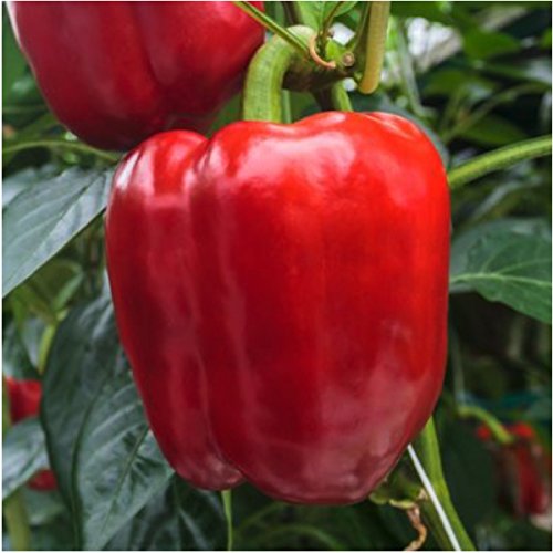 Package of 30 Seeds, King of the North Bell Pepper (Capsicum annuum) Non-GMO Seeds by Seed Needs