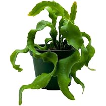 Amazon.com : BubbleBlooms Curly Sue in 4 inch Pot Epiphyllium ...