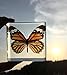 Tiger Butterfly Paperweight Paperweights Specimen Specimens Collection Display(3
