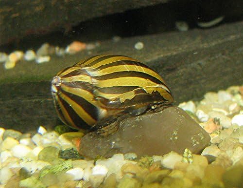 5 Live Zebra Nerite Snails Freshwater Aquarium Snail