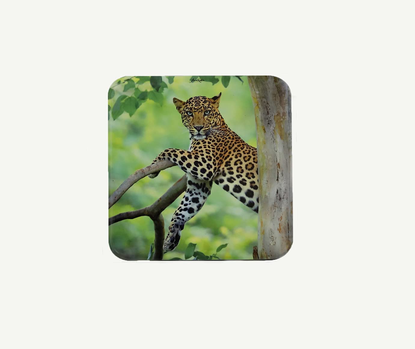 Buy Wildlife Fridge Leopard and Tiger Combo Online at Low