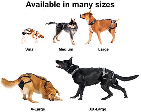 canine chastity belt