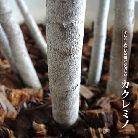 Amazon 美しいカクレミノ 極上 株立ち オシャレ鉢植え 観葉植物 西濃運輸お届け 北海道 沖縄 離島不可 庭木 常緑樹 植木 Amazon 美しいカクレミノ 極上 株立ち オシャレ鉢植え 観葉植物 西濃運輸お届け 北海道 沖縄 離島不可 庭木 常緑樹 植木