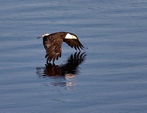 American Bald Eagle in Flight Over Ocean Fine Art Nature Photography Print - Bird Wall Decor 8.5 x 11