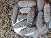 ERLIN 1LB Sun Dried Sea Cucumber BADIONOTUS large size