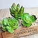 Khalee Mixed Artificial Succulent Plants Fake Succulents, (12 Different PCS, Random)