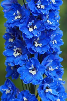 Creative Farmer Flower Seeds : Delphinium Blue Seeds Of Flower Plants Garden [Home Garden Seeds Eco Pack] Plant Seeds