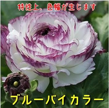 Amazon 球根性宿根草 ラナンキュラス 全6色 1株 ブルーバイカラー 花