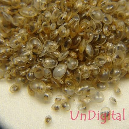 Amazon 発光実験用乾燥ウミホタル ビン入り おもちゃ おもちゃ