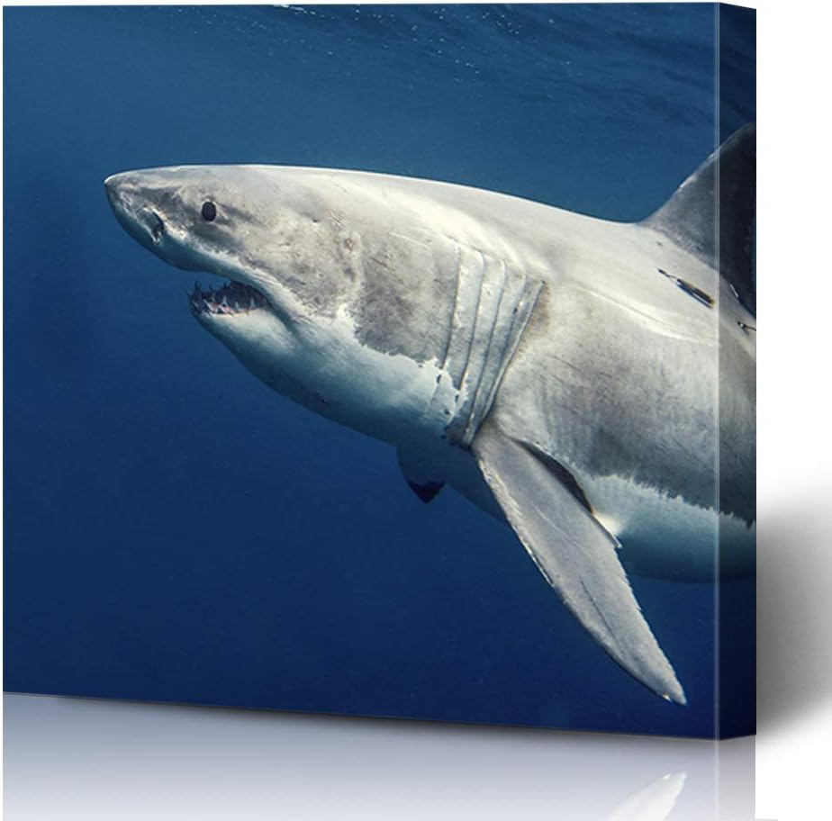 Onete Canvas Prints Wall Art 16x16 Ferocious North Sighting Great Cage White Extreme Smile Food Animals Wildlife Nature Snorkeling Painting Artwork Printing Home Bedroom Living Room Office Dorm