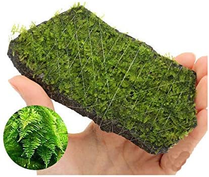 Amazon 水草 巻きたて 南米ウィローモス 輝板石 ｍサイズ 約１４ｃｍ 無農薬 ３個 Charm チャーム 生体水草 通販