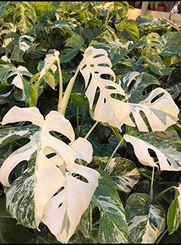 Monstera Variegata 70cm Bektas Flowers And Plants Amazon Co Uk Garden Outdoors