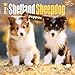 Shetland Sheepdog Puppies 2016 Mini 7X7
