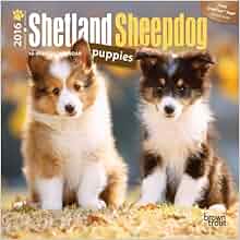 Shetland Sheepdog Puppies 2016 Mini 7x7 Multilingual