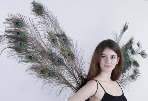 Zucker Feather Products Decorative Natural Peacock Wings - Image 3
