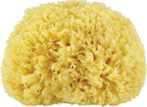 Premium Quality Natural Sea Sponge (Approx. Diameter 14.5cm) by Naturschwamm