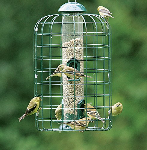 Squirrel-X Squirrel Proof Bird Feeder, Tube Feeder, Four Feeding Ports, 1 Pound Bird Seed Capacity, Green