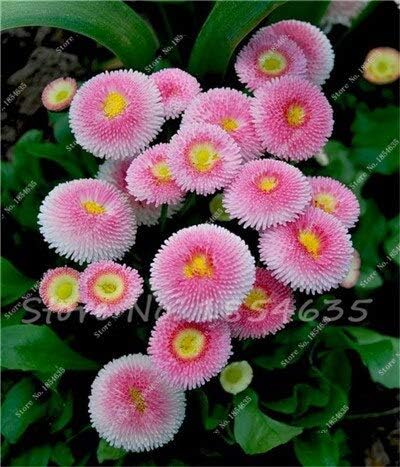 Bleu Afrique Eyed Bonsais Daisy Osteospermum Fleur Cape Mix Fleur Heirloom 100 Pcs Famille Plantes Bricolage Pot Et Jardin 6 Amazon Fr Cuisine Maison