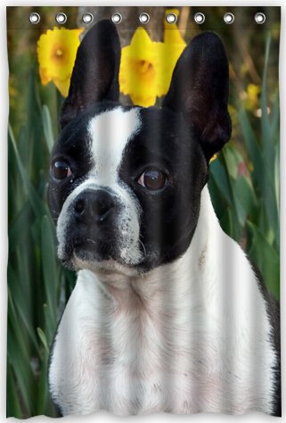 Amazon Com Cool Design Boston Terrier Shower Curtain 48 W X 72