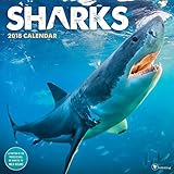 2018 Sharks Wall Calendar