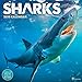 2018 Sharks Wall Calendar