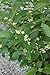 'Southern Gentleman' Winterberry Holly - Ilex - Hardy