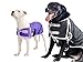 Derby Originals Horse Tough 600D Ripstop Waterproof Winter Dog Coat 150g Medium Weight