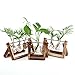 Ivolador Desktop Glass Planter Bulb Vase with Retro Solid Wooden Stand and Metal Swivel Holder for Hydroponics Plants Home Garden Wedding Decor (2 Bulb Vase)thumb 2