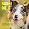 Livro Coleção Raças: Vol. 09 - BORDER COLLIE (Coleção Raças - Cães)