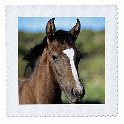 3dRose qs_84093_7 Andalusian Colt, Horse-NA02 LKL0007-Lee Klopfer-Quilt Square, 18 by 18-Inch